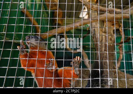 Ein Prevost-Eichhörnchen, das hoch gegen das Netz klettert Stockfoto