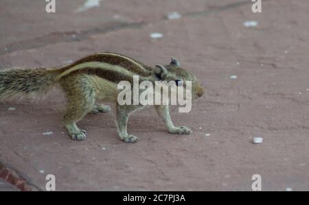 Eichhörnchen sind Mitglieder der Familie Sciuridae Stockfoto