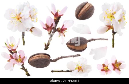 Isolierte Mandelsammlung. Weiße und rosa Mandelblüten und Früchte isoliert auf weißem Hintergrund Stockfoto