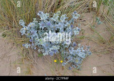 Thistle wächst auf Talacre Strand zwischen Sanddünen, Nord-Wales Stockfoto