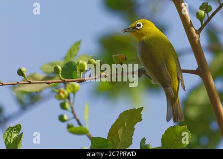 Indisches Weißauge (Zosterops palpebrosus) Stockfoto