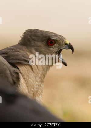 Shikra (Accipiter badius) in Ahmedabad, Gujarat, Indien Stockfoto