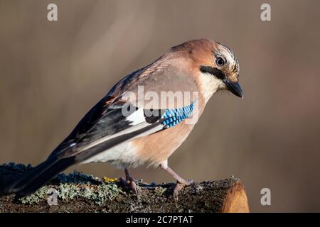 Fantastische Nahaufnahme des Eurasischen Eichelhäher-Vogels. Stockfoto