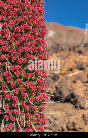 Mount Teide bugloss (Echium wildpretii), blühende Nahaufnahme Stockfoto