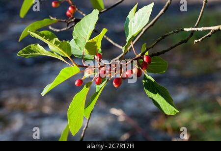 Erlenbuschdorn (Frangula alnus) Stockfoto