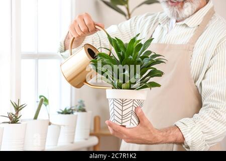 Senior Mann Bewässerung Pflanzen zu Hause Stockfoto