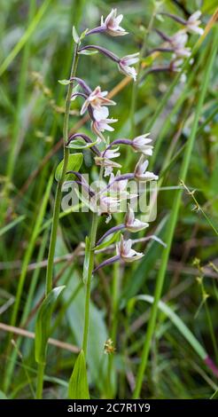 Marsh Helleborine (Epipactis Palustris) Stockfoto