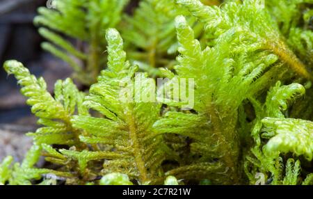 Feder-Moos (Ptilium Crista-Castrensis) Stockfoto