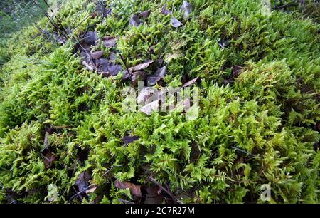 Feder-Moos (Ptilium Crista-Castrensis) Stockfoto