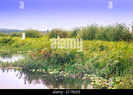 Sonnenuntergang Ansicht eines Shoebill Storch (Balaeniceps rex) Vogel in Mabamba Sumpf von einem kleinen hölzernen Fischerboot, Entebbe, Uganda, Afrika Stockfoto