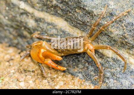 Nahaufnahme einer goldenen Krabbe auf einem dunkelgrauen Und gelber Sand - perfekt für den Hintergrund Stockfoto