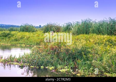 Sonnenuntergang Ansicht eines Shoebill Storch (Balaeniceps rex) Vogel in Mabamba Sumpf von einem kleinen hölzernen Fischerboot, Entebbe, Uganda, Afrika Stockfoto