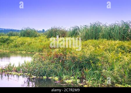 Sonnenuntergang Ansicht eines Shoebill Storch (Balaeniceps rex) Vogel in Mabamba Sumpf von einem kleinen hölzernen Fischerboot, Entebbe, Uganda, Afrika Stockfoto