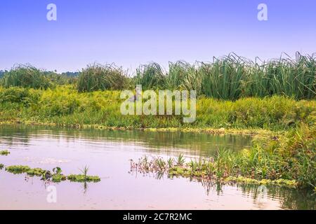 Sonnenuntergang Ansicht eines Shoebill Storch (Balaeniceps rex) Vogel in Mabamba Sumpf von einem kleinen hölzernen Fischerboot, Entebbe, Uganda, Afrika Stockfoto