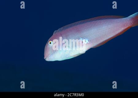 perlbarsch (Xyrichtys novacula) vor blauem Hintergrund im Meeresschutzgebiet Mar de las Calmas (El Hierro, Kanarische Inseln, Atlantik, Spanien) Stockfoto