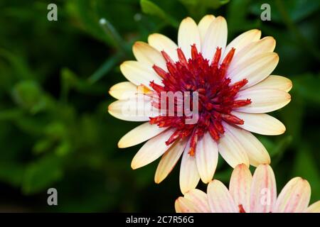 Osteospermum ‘3D Banana Shake’ Stockfoto
