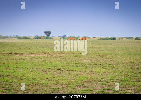 Ugandische Kob (Kobus Kob thomasi) Kämpfe und Weiden auf einer grünen, trockenen Buschveldebene, Uganda, Afrika Stockfoto