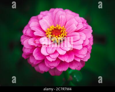 Nahaufnahme der Zinnia elegans Blume im Park. Zinnien. Stockfoto