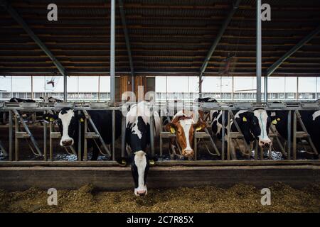 Holstein friesische Milchkühe im Freiviehstall Stockfoto