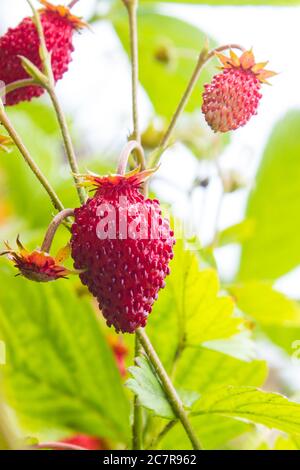 Fragaria vesca, gemeinhin als WaldErdbeere, WaldErdbeere, Alpenerdbeere, Karpaten-Erdbeere oder Europäische Erdbeere Stockfoto