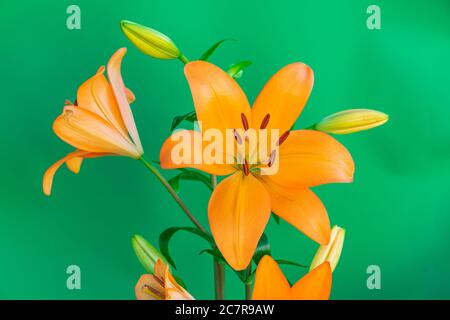 Orange Lilie blüht, mit grünem Hintergrund Stockfoto