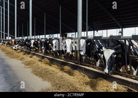 Holstein friesische Milchkühe im Freiviehstall Stockfoto