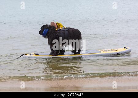 Poole, Dorset, Großbritannien. Juli 2020. Hundetrainings am Strand mit Hunden lernen, Paddleboard zu lernen und erhöhen ihr Vertrauen in das Meer. Neufundland Hund lernen, Paddleboard. Neufundländer Hund auf dem Paddelbrett. Quelle: Carolyn Jenkins/Alamy Live News Stockfoto