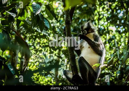 Thomas Blatt Affe sitzt auf einem Baum in Sumatra Stockfoto