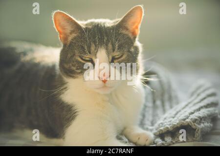 An einem sonnigen Morgen liegt eine tabby Hauskatze auf dem Bett neben einer grauen Wolldecke und schielt faul, geweckt durch die Sonnenstrahlen. Stockfoto