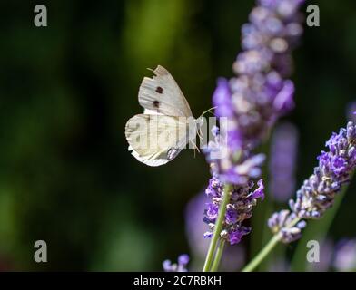 Weißkohl Schmetterling Landung auf einem Lavendel Zweig Stockfoto