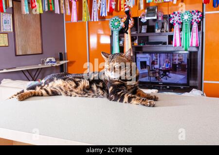 Eine braune Leopard-beige Katze liegt auf einem beigen Tisch. Internationaler Gewinner von Ausstellungen mit vielen Preisen. Die Katze mit grünen Augen ruht und genießt li Stockfoto