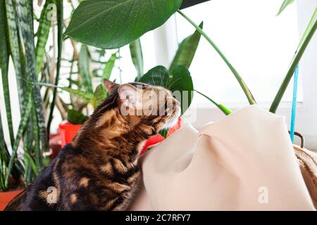 Eine braune Leopard bengal Katze schnüffelt eine grüne Monsterblume. Katzen- und Zimmerblumen in der Wohnung. Eine Katze im Hintergrund eines Fensters in der Küche ne Stockfoto
