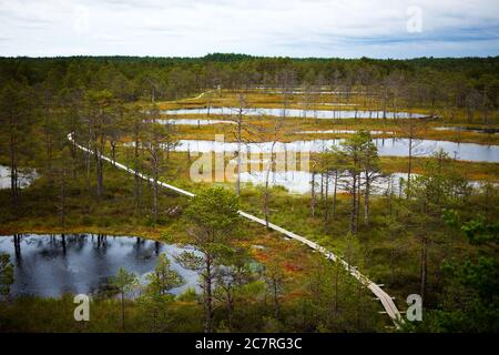 Holzsteg durch schönen Wald und Sumpf - Viru raba in Estland Stockfoto