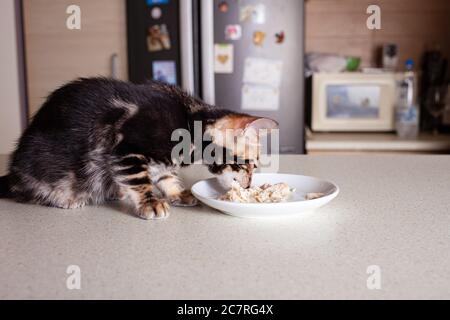 Ein kleines braunes Leoparden-beiges Bengal-Kätzchen sitzt auf einem beigen Bartisch und isst aus einer Untertasse gekochte Hühnchen. Die Katze im Hintergrund des Stockfoto