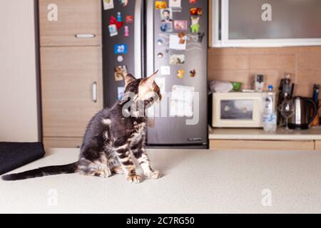 Ein kleines braunes Leopardenbeiges Bengal-Kätzchen sitzt auf einem beigen Bartisch und schaut auf den Kühlschrank. Die Katze im Hintergrund des Kühlschranks im Kitc Stockfoto