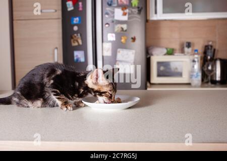 Ein kleines braunes Leoparden-beiges Bengal-Kätzchen sitzt auf einem beigen Bartisch und isst aus einer Untertasse gekochte Hühnchen. Die Katze im Hintergrund des Stockfoto