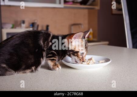 Ein kleines braunes Leoparden-beiges Bengal-Kätzchen sitzt auf einem beigen Bartisch und isst aus einer Untertasse gekochte Hühnchen. Die Katze im Hintergrund des Stockfoto