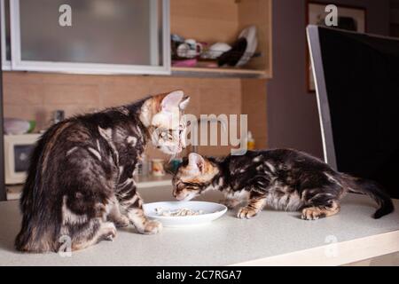 Ein kleiner brauner Leopard-beige Bengal zwei Kätzchen sitzt auf einem beigen Bartisch und isst Stücke gekochtes Huhn aus einer Untertasse. Zwei Kätzchen im Hinterkopf Stockfoto