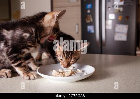 Ein kleiner brauner Leopard-beige Bengal zwei Kätzchen sitzt auf einem beigen Bartisch und isst Stücke gekochtes Huhn aus einer Untertasse. Zwei Kätzchen im Hinterkopf Stockfoto