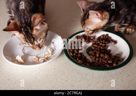 Ein kleiner brauner Leopard-beige Bengal zwei Kätzchen sitzt auf einem beigen Bartisch und isst Stücke gekochtes Huhn aus einer Untertasse. Gerade oder Futter. Leere sp Stockfoto