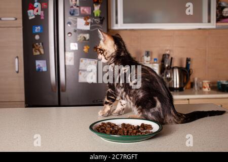 Ein kleines braunes Leopardenbeiges Bengal-Kätzchen sitzt auf einem beigen Bartisch und schaut auf den Kühlschrank. Die Katze im Hintergrund des Kühlschranks im Kitc Stockfoto