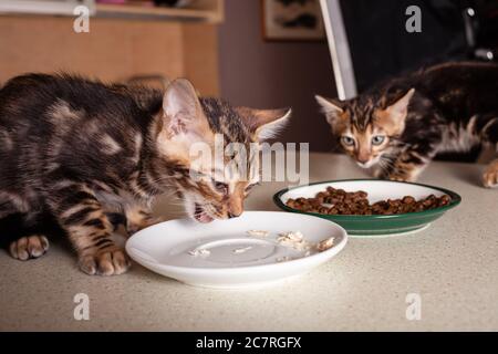 Ein kleiner brauner Leopard-beige Bengal zwei Kätzchen sitzt auf einem beigen Bartisch und isst Stücke gekochtes Huhn aus einer Untertasse. Gerade oder Futter. Leere sp Stockfoto