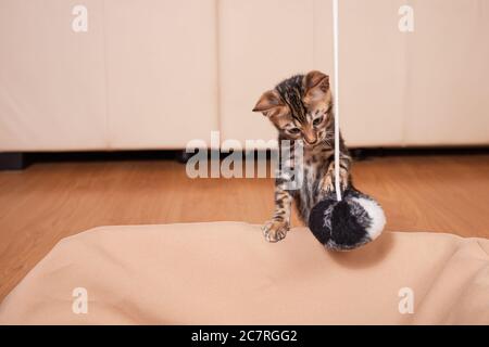 Ein kleines braunes Leopardentiger bengal Kätzchen spielt mit einer schwarz-weißen Kugel an einem Seil. Leerer Raum für Text. Kätzchen in der Wohnung gegen den Rücken Stockfoto