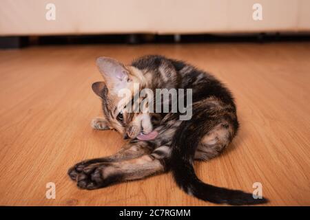 Ein kleines braunes Leoparden Tiger bengal Kätzchen liegt und leckt. Leerer Raum für Text. Kätzchen in der Wohnung vor dem Hintergrund des beigefarbenen Ledersofas. Stockfoto