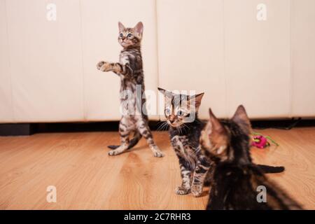 Braune kleine Bengali Leoparden Tiger Kätzchen spielen in der Wohnung vor dem Hintergrund eines beigefarbenen Ledersofas, ein leerer Platz für Text. Neugeborenes 2- Stockfoto