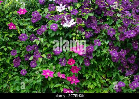 Rosa und violette Clematis inklusive Clematis etoile violette im britischen Garten Stockfoto