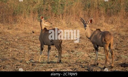 Männliche und weibliche Kudus, die an der Rückseite der Kamera Stockfoto