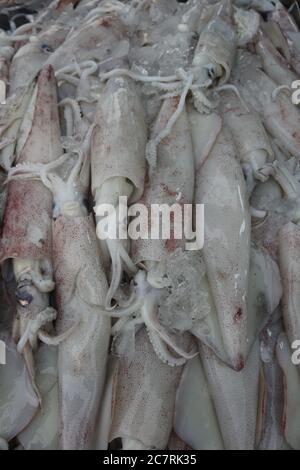 Vertikale Nahaufnahme von Tintenfischen auf dem Markt Stockfoto
