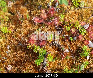 Nahaufnahme von Arktostaphylos uva-ursi-Strauch, auch bekannt als Kinnikinnick oder Bearberry Stockfoto