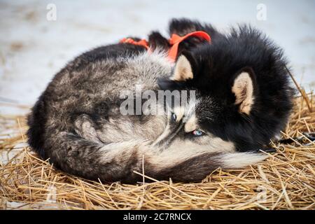 Husky Schlittenhund liegt auf Stroh, ausstreckende Linie. Sibirische Husky Hund Rasse Ruhe nach Schlittenrennen Wettbewerb. Schöne lustige Haustier im Freien Stockfoto